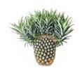 Exotic mutation pineapple