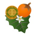 Exotic naranjilla fruit on a leaf with a flower on a white background.