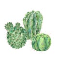 Exotic natural vintage watercolor blooming cactus greeting card