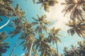 Coconut Palm tree with blue sky, beautiful tropical background Royalty Free Stock Photo