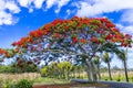 Exotic nature of tropical island Mauritius. Red flowers blooming tree Flamboyant Royalty Free Stock Photo