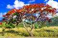 Exotic blooming flame tree Flamboyant Royalty Free Stock Photo