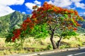 Exotic blooming flame tree Flamboyant Royalty Free Stock Photo