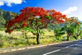 Exotic nature of tropical island Mauritius. Red flowers blooming tree Flamboyant Royalty Free Stock Photo