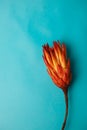 exotic noble flower Protea is the national symbol of the Republic of South Africa in orange color on a bright blue background