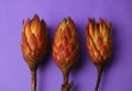 exotic noble flower Protea national symbol of the Republic of South Africa in orange on a purple background