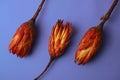 exotic noble flower Protea national symbol of the Republic of South Africa in orange on a purple background