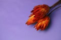 exotic noble flower Protea national symbol of the Republic of South Africa in orange on a purple background