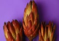 exotic noble flower Protea national symbol of the Republic of South Africa in orange on a purple