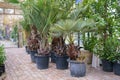 Large tropical exotic evergreen plants growing in flower pots in greenhouse or Botanical garden