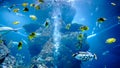 Exotic ocean fish yellow, blue and white colors swimming among coral reef