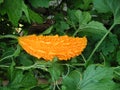 Exotic Orange Cucumber