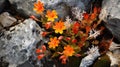 Exotic Orange Flowers In The Rocks A Captivating Fall Photography