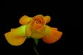 Exotic orange color hybrid rose close up on dark background