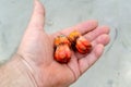 Exotic orange pandanus fruit in Asia