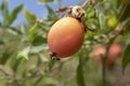 Exotic orange passion fruit or marakuya hanging on a branch. Shot on the island of Corfu, Greece