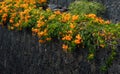 Exotic orange pyrostegia venusta flowers on volcanic rocks of Canary Islands background