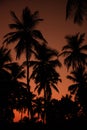 Exotic Orange Sunset Palm Silhouette Landscape