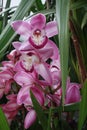 Purplen Orchids with Green Leaves