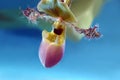 Exotic Orchid on blue background