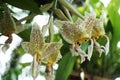 Exotic Orchid flower spotted. Epidendrum Prismatocarpum. Beautiful macro closeup. Botanical species orchid flower branch