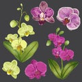 Exotic Orchid Flowers Set. Tropical Floral Elements for Decoration, Pattern, Invitation. Tropic Flowers Background