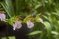 Exotic orchid flowers