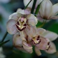 Exotic Orchid of light coffee color. Phalaenopsis orchid bloom