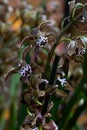 Exotic Orchid with maroon speck. Phalaenopsis orchid bloom