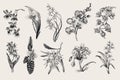 Exotic orchid set. Botanical vector vintage illustration. Royalty Free Stock Photo