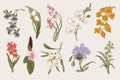 Exotic orchid set. Botanical vector vintage illustration. Royalty Free Stock Photo