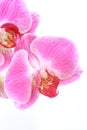 Exotic orchids
