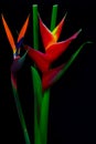 Exotic pair of bird of paradise and heliconia flowers with black background