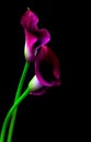 Exotic pair of purple calla lily flowers against black background Royalty Free Stock Photo