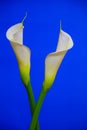 Exotic pair of soft and creamy white calla lilies presented on blue background