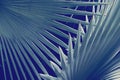 Exotic Palm Foliage Leaves in Blue Tone Color Natural Abstract Pattern Background