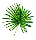 Exotic palm leaf