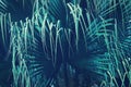 Exotic Palm Leaves in Dark Blue Green Tone Color as Natural Texture Background Royalty Free Stock Photo