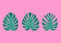 Exotic palm leaves. Monstera leaves on millenial pink background. Three different monstera leaves