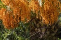 Exotic palm with orange berries