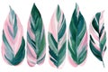 Exotic palm pink and green leaves on white background, watercolor illustration, jungle design. Stromanthe Triostar