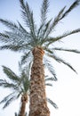 Exotic palm tree bottom view against the background of the sky Royalty Free Stock Photo