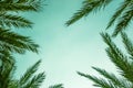 Exotic Palm Tree Leaves Border