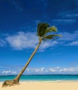 Exotic palm tree on sandy beach