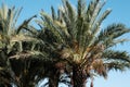 Exotic palm trees against blue sky in the wind on the beach, tropical palms background. Royalty Free Stock Photo