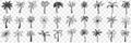 Exotic palm trees doodle set Royalty Free Stock Photo