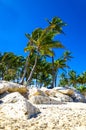 Exotic palm trees on the rocky coast of the Caribbean