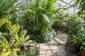 Exotic palms and bamboo trees in greenhouse. Tropical botanic garden orangery. Gardening and botany