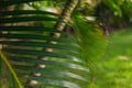 Beautiful Palm tree leaves close up in tropical garden. Exotic Palms Beach Resort Grounds. Royalty Free Stock Photo