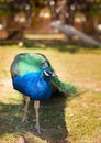 Exotic Peacock bird walking on a meadow. Beautiful peacock close up. Peacock male bird in a tropical zoo Royalty Free Stock Photo